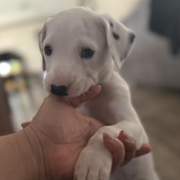 Navy - White and black male Dalmatian puppy in Hastings, Florida from Love My Spotty Dalmatians
