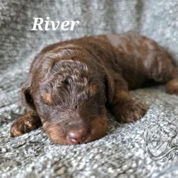 River - Chocolate male Goldendoodle puppy in Chattanooga, Tennessee from Hilltop Cuddle Pups