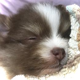 Pomeranian Puppies from PawSitive Therapy Pomeranians