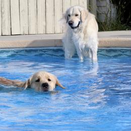 Golden Retriever All Grown Up from Blue River Goldens
