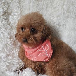 Ruby Jane - Poodle