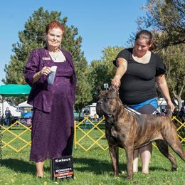 Sabrina - Cane Corso