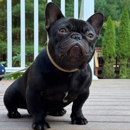 Mango - French Bulldog