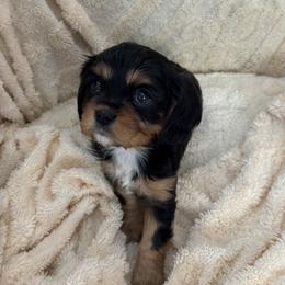 Girl 3 - female Cavalier King Charles Spaniel puppy in Santa Rosa, California from Shooting Star Cavaliers