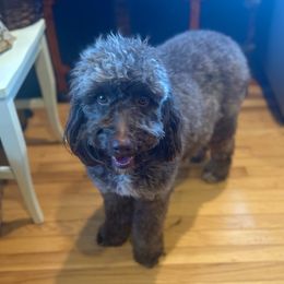 Lottie - Australian Labradoodle