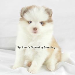 Pomeranian and Pomsky Puppies from Spillman's Specialty Breeding