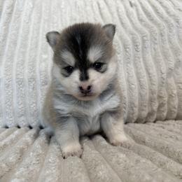 (Astro)naut - Tri-color male Pomsky puppy in Valparaiso, Indiana from Valparaiso Pomskys