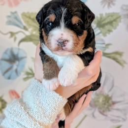 Donner - Tri-color male Bernedoodle puppy in Beaumont, Texas from Joy's Dood Ranch