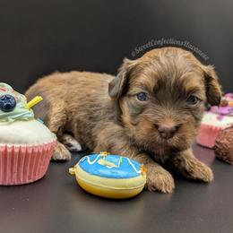 Apple Dumpling - Red sable male Havanese puppy in Marysville, Ohio from Sweet Confections Havanese