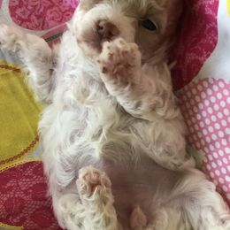 Poodle Puppies from S.H.A.R.P.’s Toy Poodles