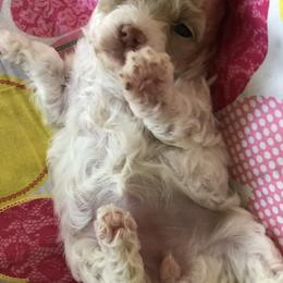Poodle Puppies from S.H.A.R.P.’s Toy Poodles