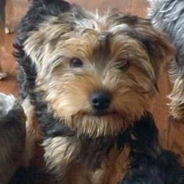 Lulu - Blue and gold female Yorkshire Terrier puppy in Baraga, Michigan from Ojibwa Yorkies