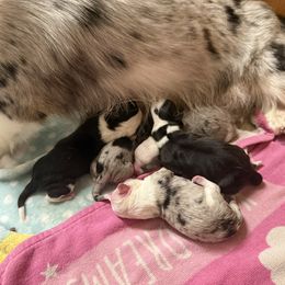 Sven - Black and white male Cardigan Welsh Corgi puppy in Atascadero, California from California Corgis and Kunes