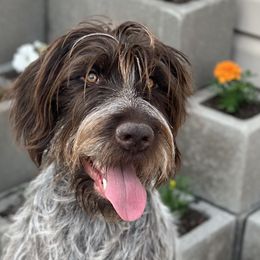 Wirehaired Pointing Griffons from Little Muddy Griffons