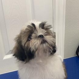 Shih Tzu Puppies from Willow Lane Shih Tzus