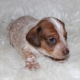 Red Piebald Smooth Hair - Piebald male Dachshund puppy in Lily, Kentucky from Little Acres Miniature Dachshunds