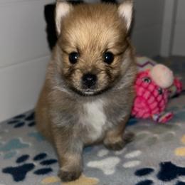 Chance - Orange sable male Pomeranian puppy in Ocala, Florida from Roxy's Pomeranian Puppies