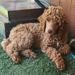 Benjamin - Red  male Poodle puppy in Colorado Springs, Colorado from Silly's Standard Poodles