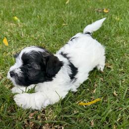 Bandit - Black and white male Havanese puppy in Brisbane, California from Natalie’s Havanese