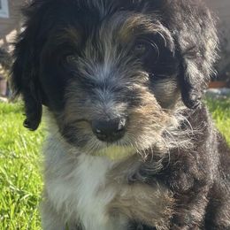 Bernedoodle and Bernese Mountain Dog Puppies from Lost Coast Bernese Mountain Dogs