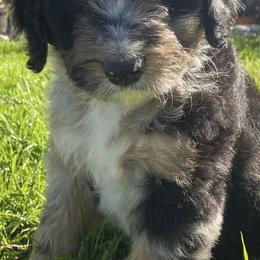 Bernedoodle and Bernese Mountain Dog Puppies from Lost Coast Bernese Mountain Dogs