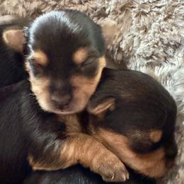Yorkshire Terrier Puppies from Happy Tails