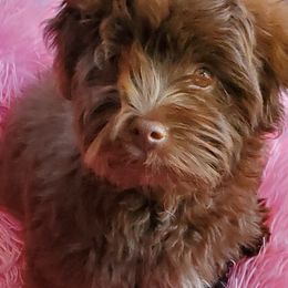 Havanese and Yorkshire Terriers from Circle Puppies