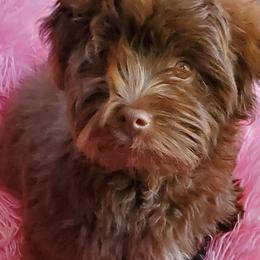 Havanese and Yorkshire Terriers from Circle Puppies