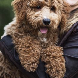 Goldendoodle Puppies from Nanas-Doodles