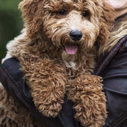 Goldendoodle Puppies from Nanas-Doodles