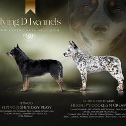 Australian Cattle Dog puppies from Flying D Kennels