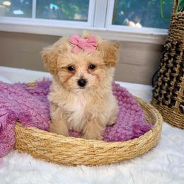 Bella - Apricot female Maltipoo puppy in Melissa, Texas from Southern Love Cavapoos & Maltipoos