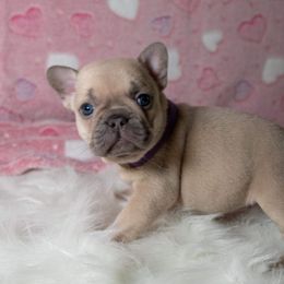 French Bulldog Puppies from San Antonio Frenchies