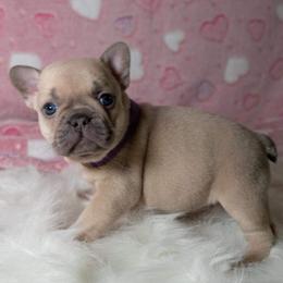 French Bulldog Puppies from San Antonio Frenchies