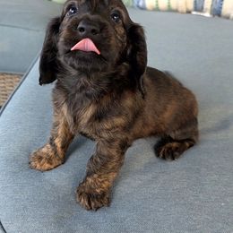Rye - Brindle male Dachshund puppy in Aiken, South Carolina from Ming's Mongols