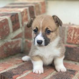 Paige - Sable female Pembroke Welsh Corgi puppy in Morton, Mississippi from Southern Magnolia Corgis