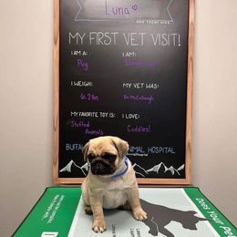 Pug Puppies from Pickwick Pugs