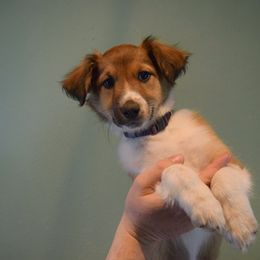 Spooky - Sable and white Old Time Scotch Collie puppy in Conifer, Colorado from Secret Spring Ranch