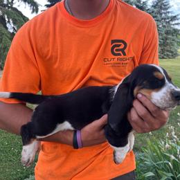 Girl 1 - Black brown and white male Basset Hound puppy in Hudson, Michigan from Bachman’s Kennel