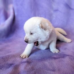 Pomsky Puppies from Valparaiso Pomskys