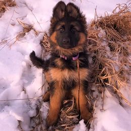 German Shepherd Puppies from Vom Wilke Kennels