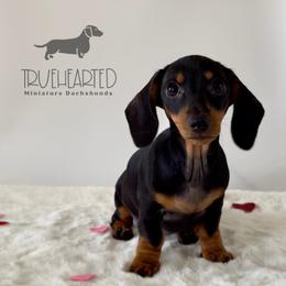 Olive - Black and tan female Dachshund puppy in Royse City, Texas from Truehearted Miniature Dachshunds
