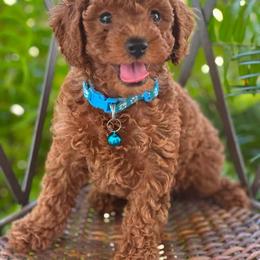 Blue Boy - Red  male Poodle puppy in Saginaw, Texas from Pawcious Poodles