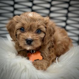 Roman - Red male Cavapoo puppy in Palm Beach County, Florida from Benji’s Cockapoos