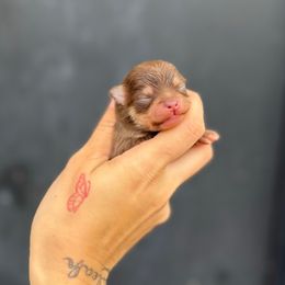 Bubbles - Chocolate and tan female Pomeranian puppy in Tulsa County, Oklahoma from CP Kennels