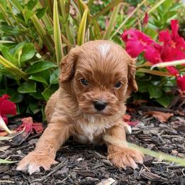 Teddy - Red male Cavapoo puppy in Whitehouse, Texas from Primrose Pups