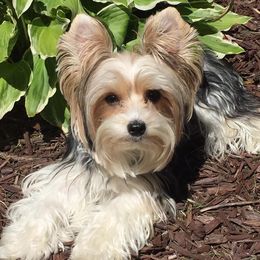 Yorkshire Terriers from Crowning Glory Parti Yorkies