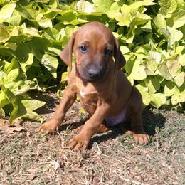 Max - Rd whtn brn nose male Rhodesian Ridgeback puppy in Carney, Oklahoma from River Run Parson Russell terriers & River Run Ridgebacks