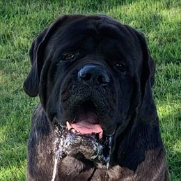 Bagheera - Mastiff