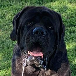 Bagheera - Mastiff